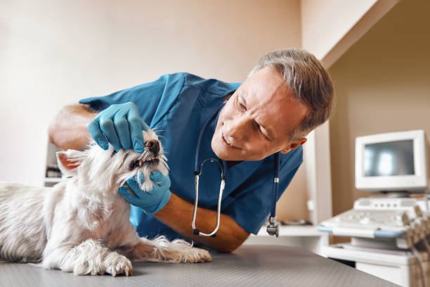 Best Emergency Root Canal Treatment in Marlboro Meadows, MD